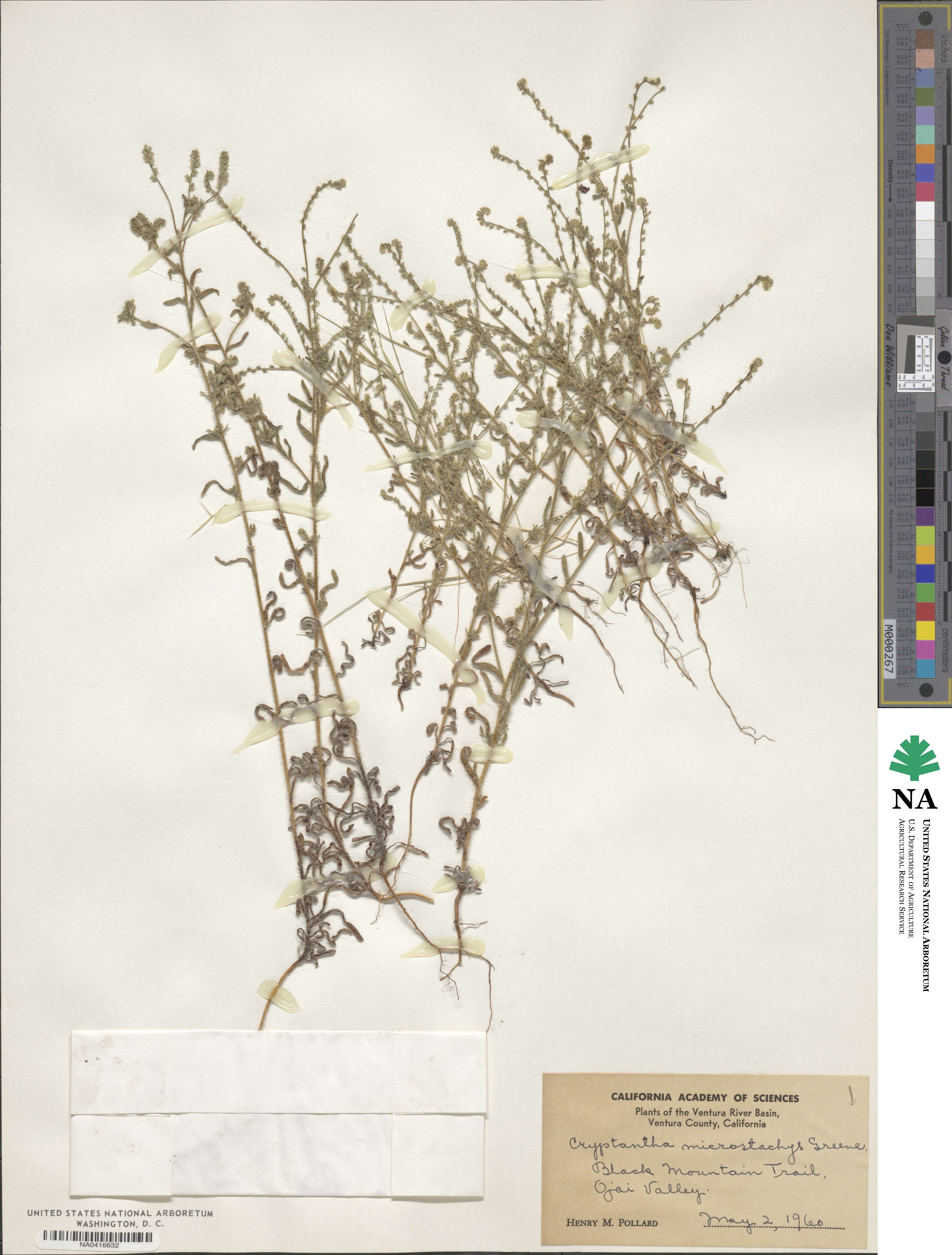 Cryptantha microstachys image