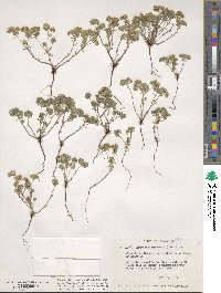 Eremocarya micrantha image