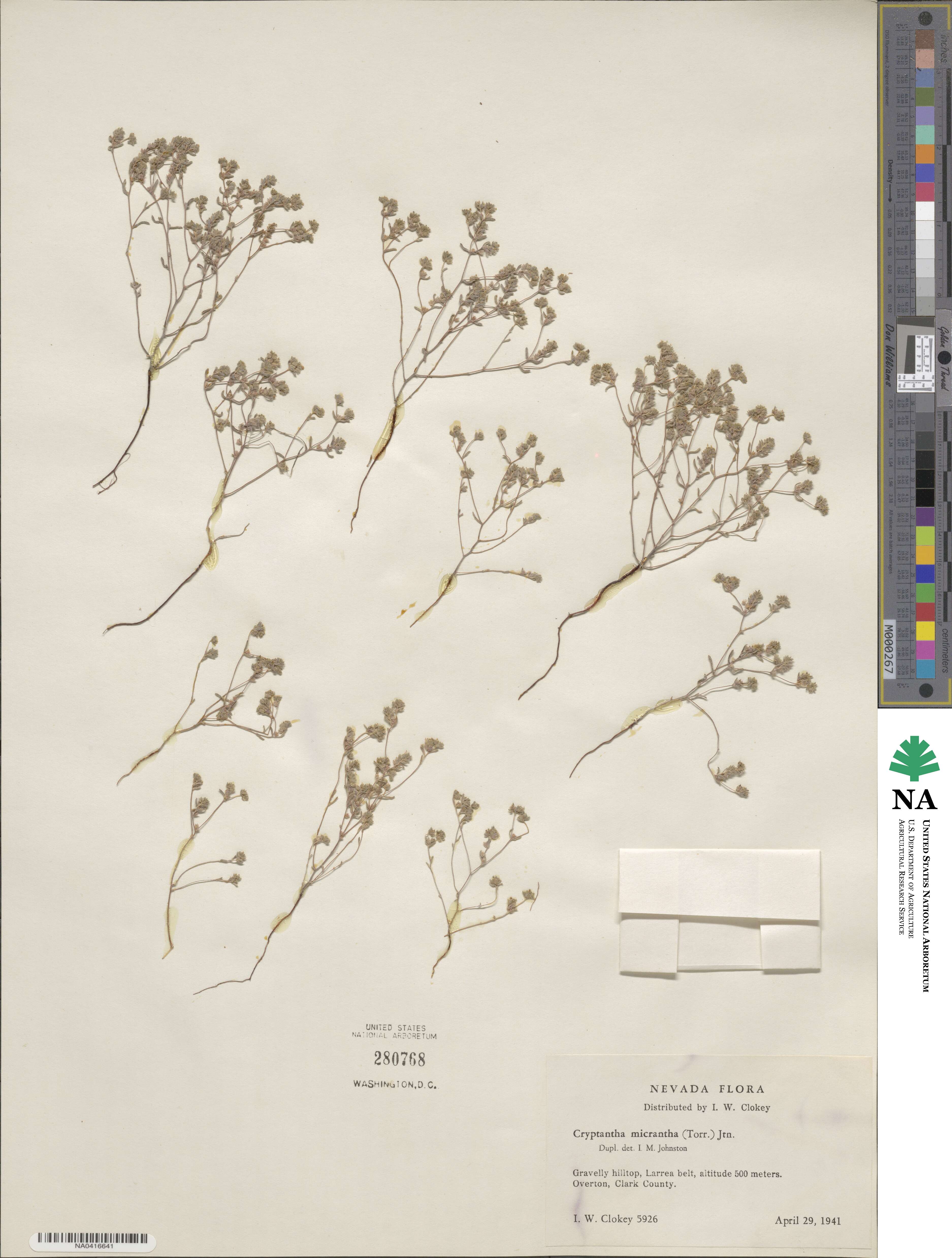 Eremocarya micrantha image