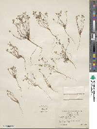 Eremocarya micrantha image