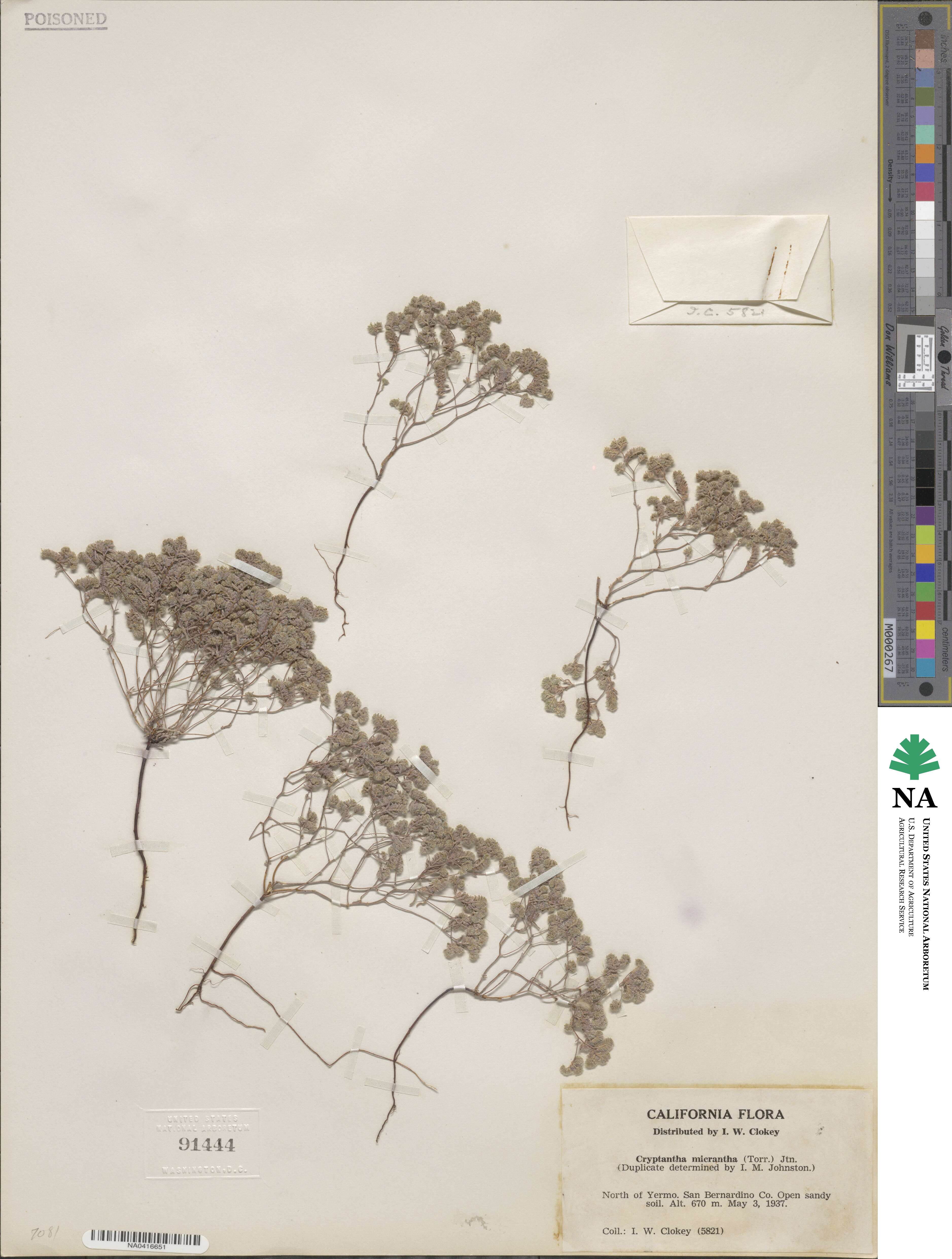 Eremocarya micrantha image