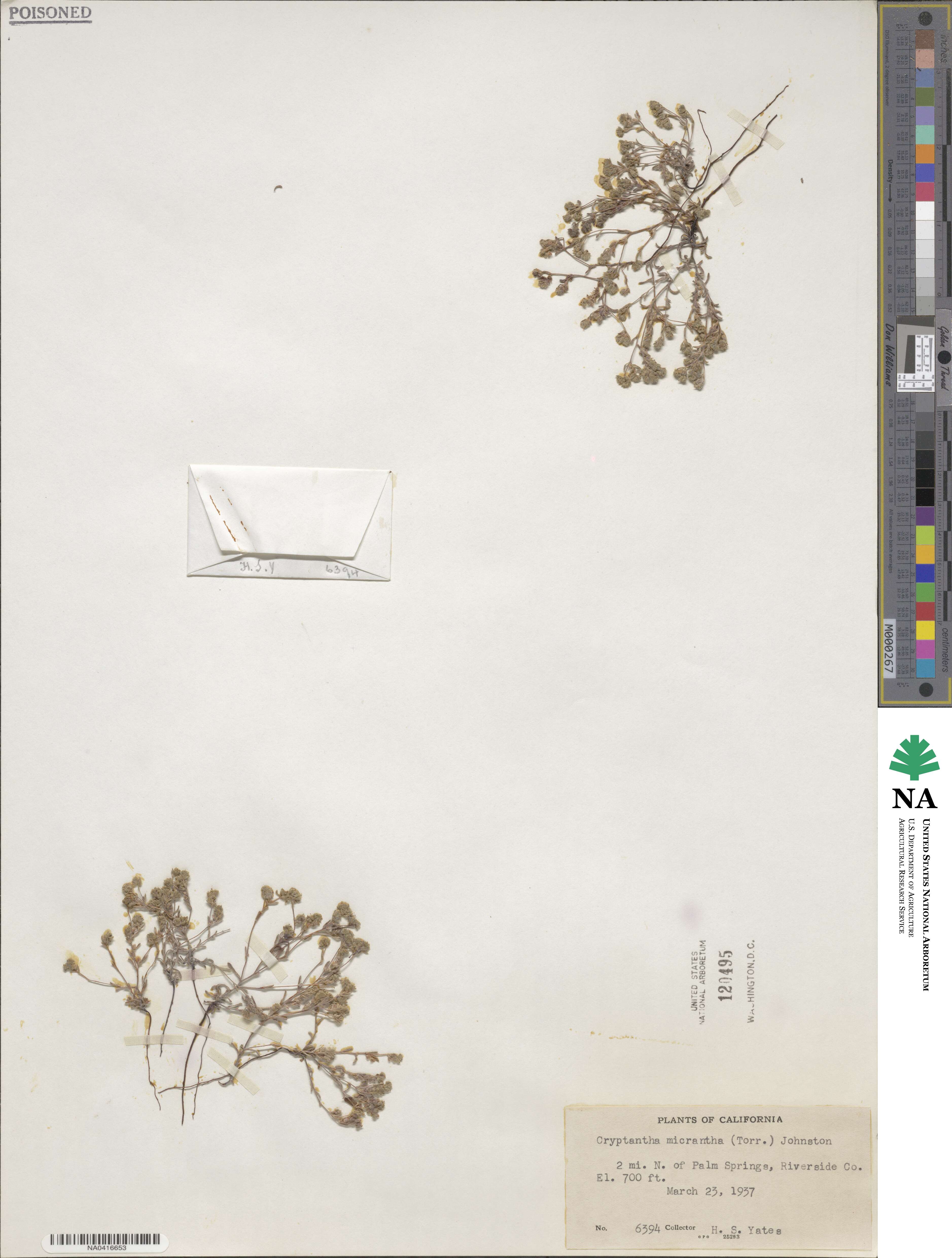 Eremocarya micrantha image