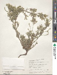 Cryptantha maritima image