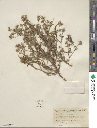 Cryptantha maritima image