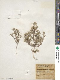 Cryptantha maritima image