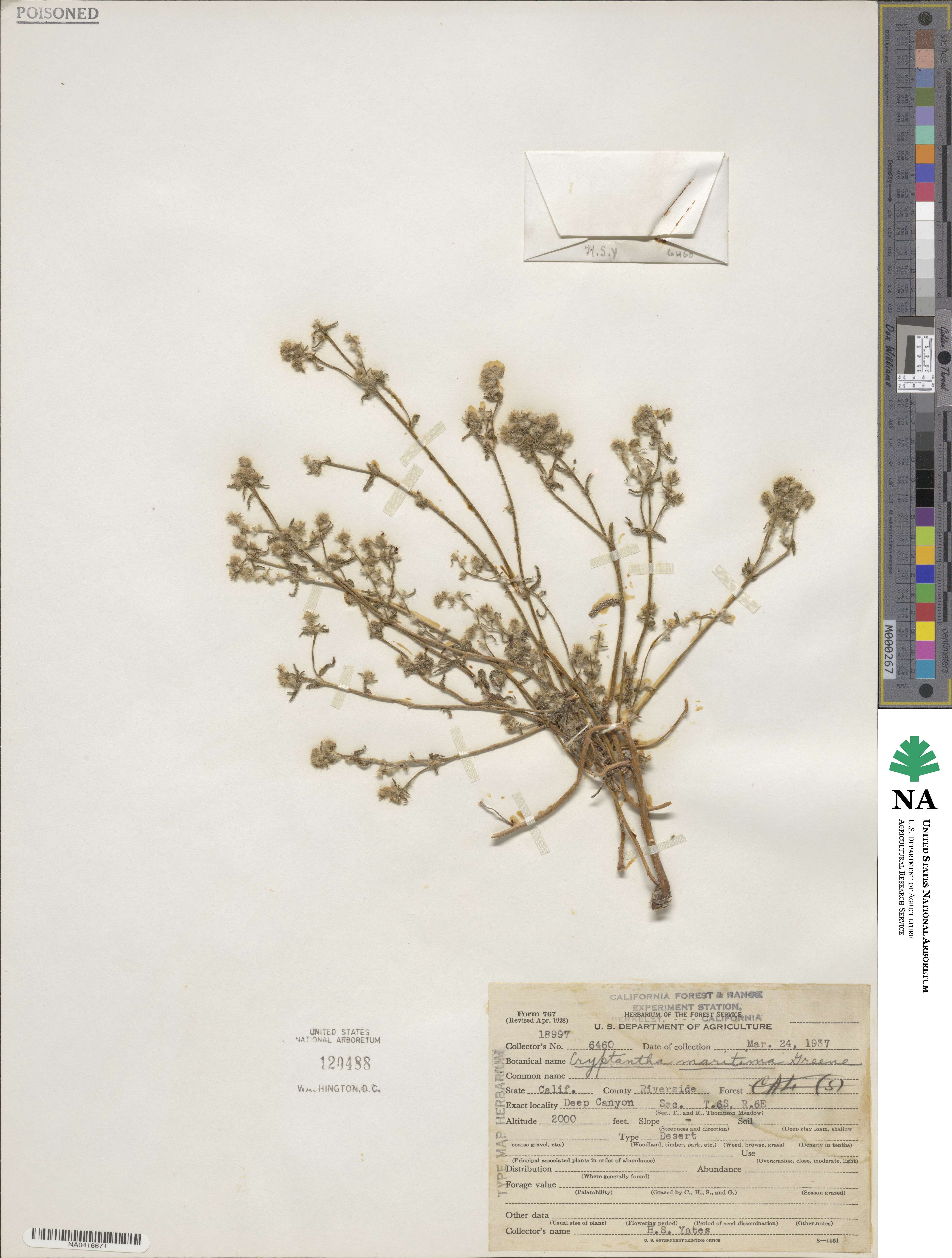 Cryptantha maritima image