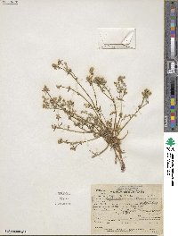 Cryptantha maritima image