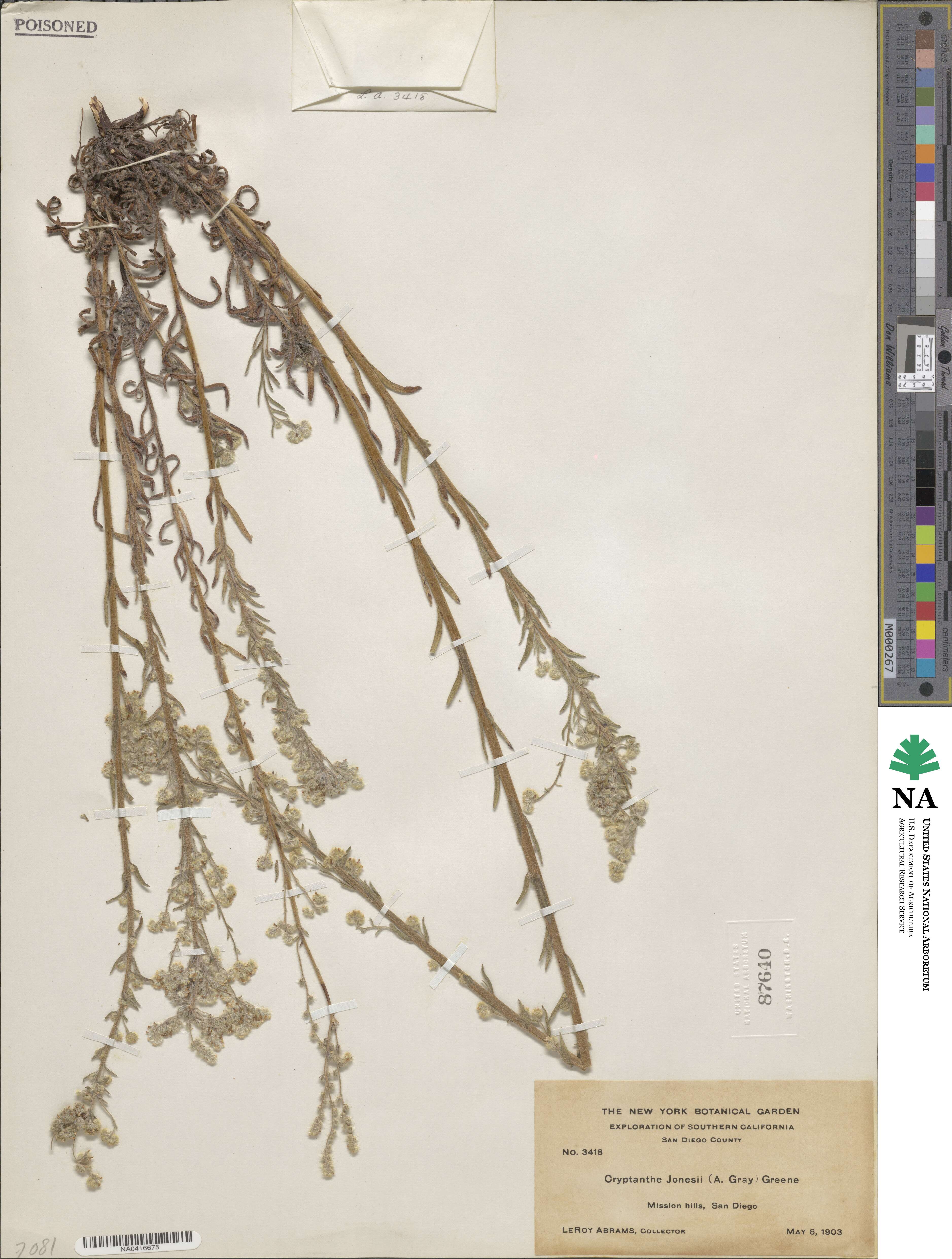 Cryptantha muricata image