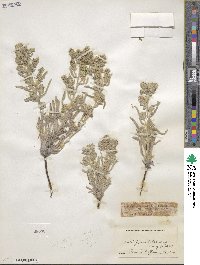 Oreocarya suffruticosa var. setosa image