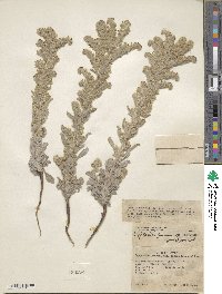 Oreocarya suffruticosa image