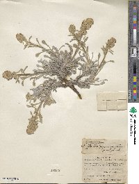 Oreocarya suffruticosa image