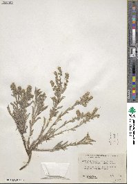 Oreocarya suffruticosa image