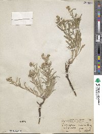 Oreocarya suffruticosa image