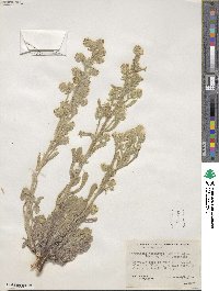 Oreocarya celosioides image