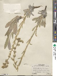 Oreocarya setosissima image