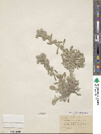 Oreocarya rugulosa image