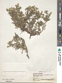 Image of Cryptantha recurvata