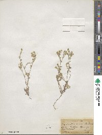 Cryptantha recurvata image