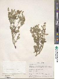 Cryptantha recurvata image