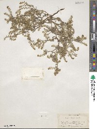 Cryptantha recurvata image