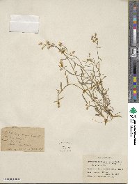 Cryptantha pterocarya image