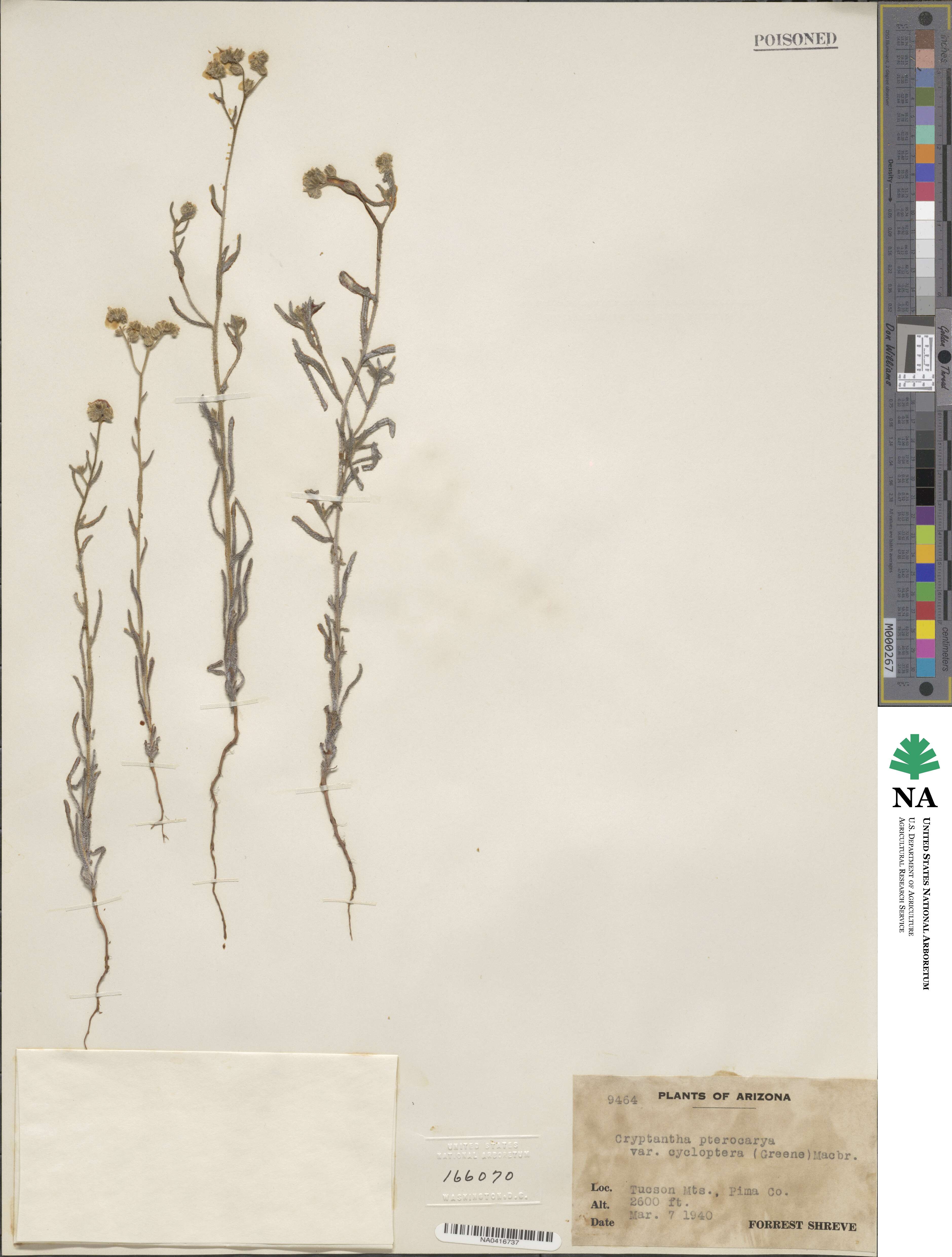 Cryptantha pterocarya image