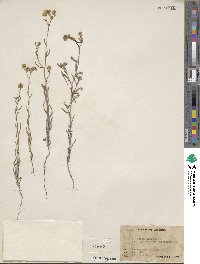 Cryptantha pterocarya image