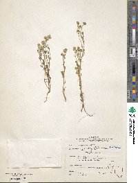 Cryptantha pterocarya image