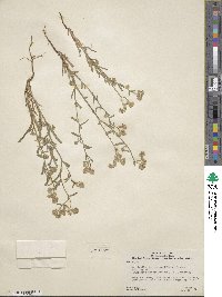 Cryptantha pterocarya image