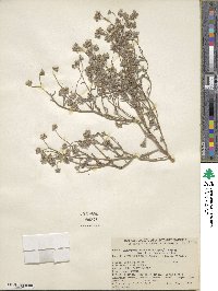 Cryptantha pterocarya image