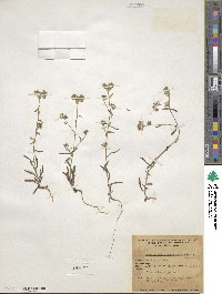 Cryptantha pterocarya image