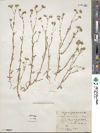 Cryptantha pterocarya image