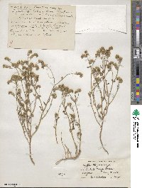 Cryptantha pterocarya image