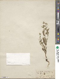 Cryptantha pterocarya image