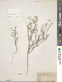 Cryptantha pterocarya image