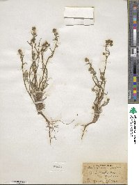 Cryptantha pterocarya image