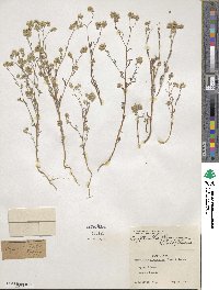 Cryptantha pterocarya image