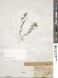 Cryptantha pterocarya image