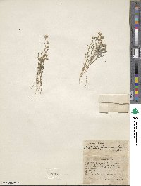 Cryptantha pterocarya image