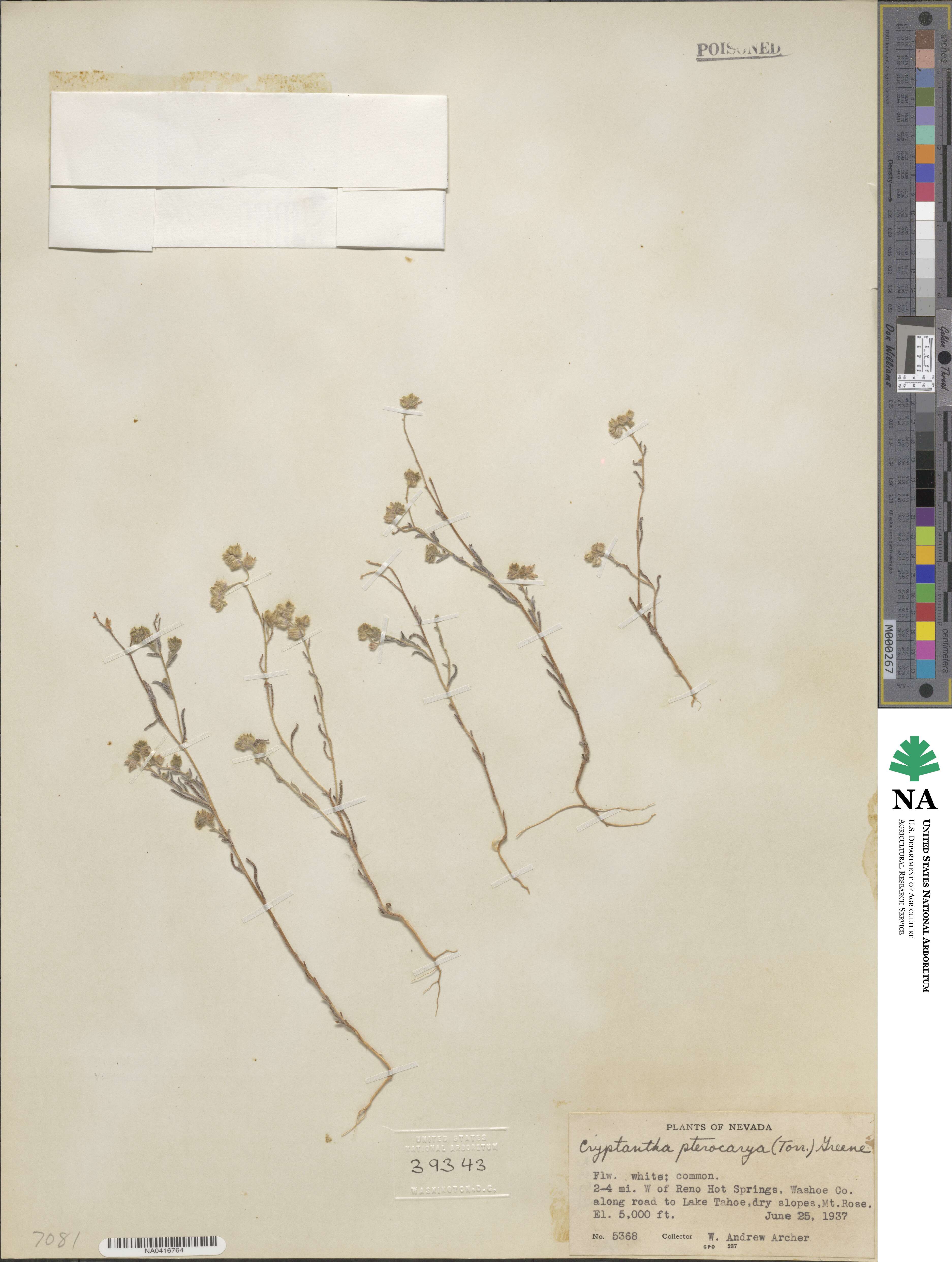 Cryptantha pterocarya image