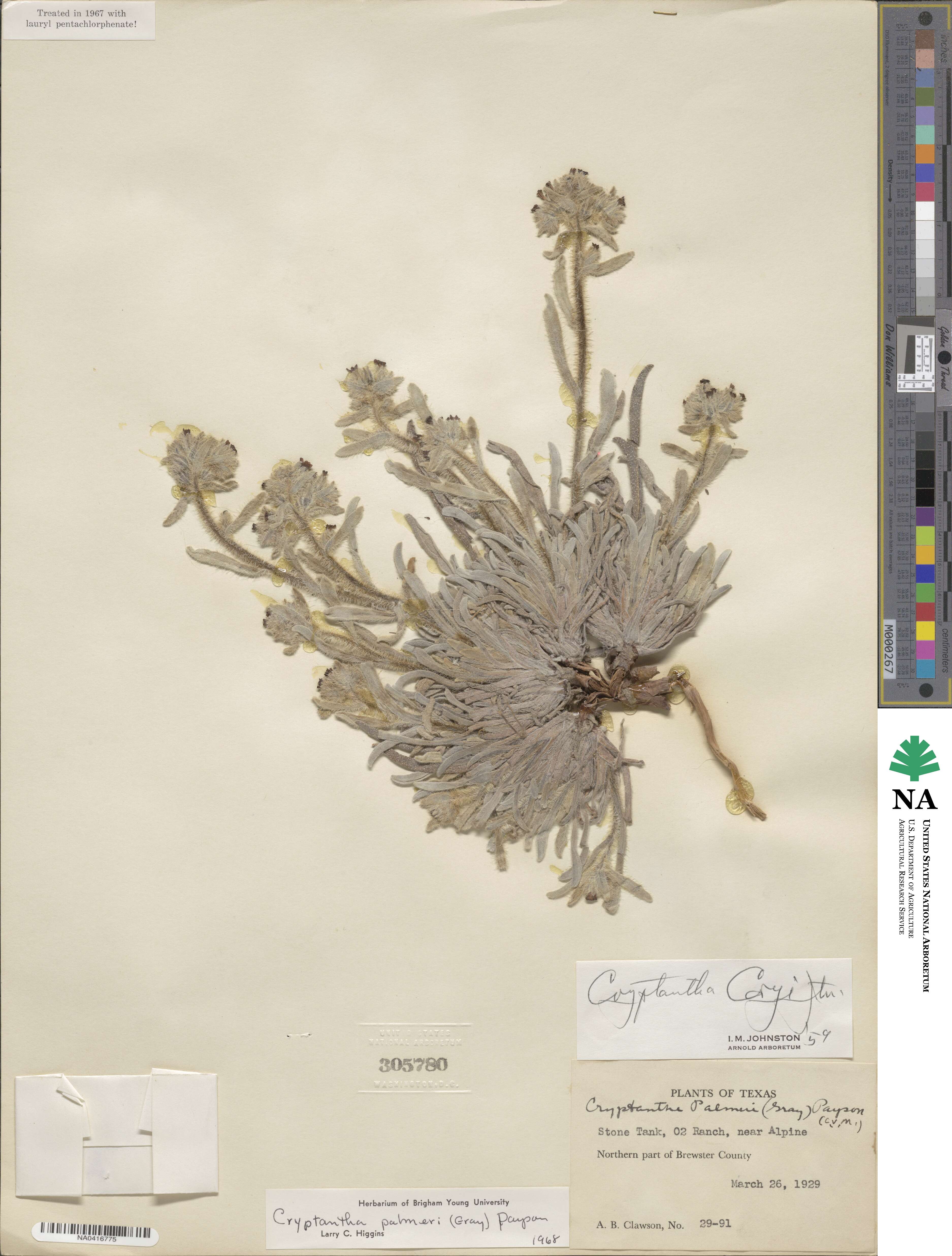 Oreocarya palmeri image