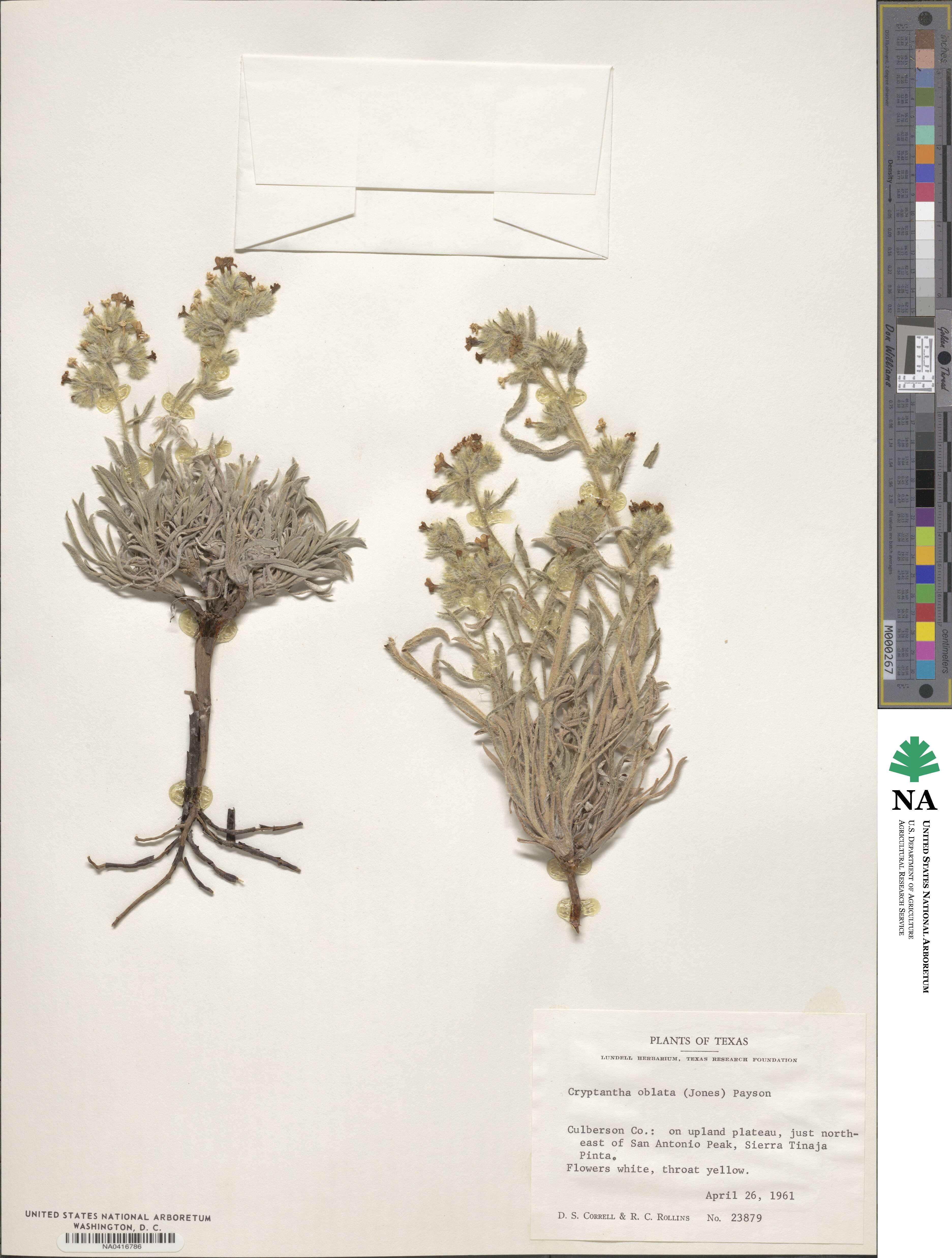 Oreocarya oblata image
