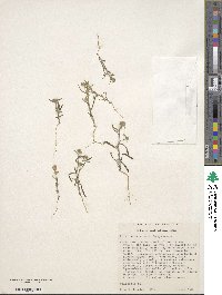 Cryptantha watsonii image