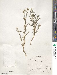 Cryptantha watsonii image