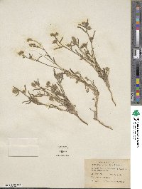 Cryptantha watsonii image