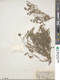 Cryptantha watsonii image