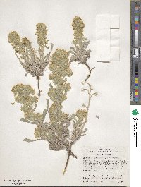 Oreocarya virginiensis image