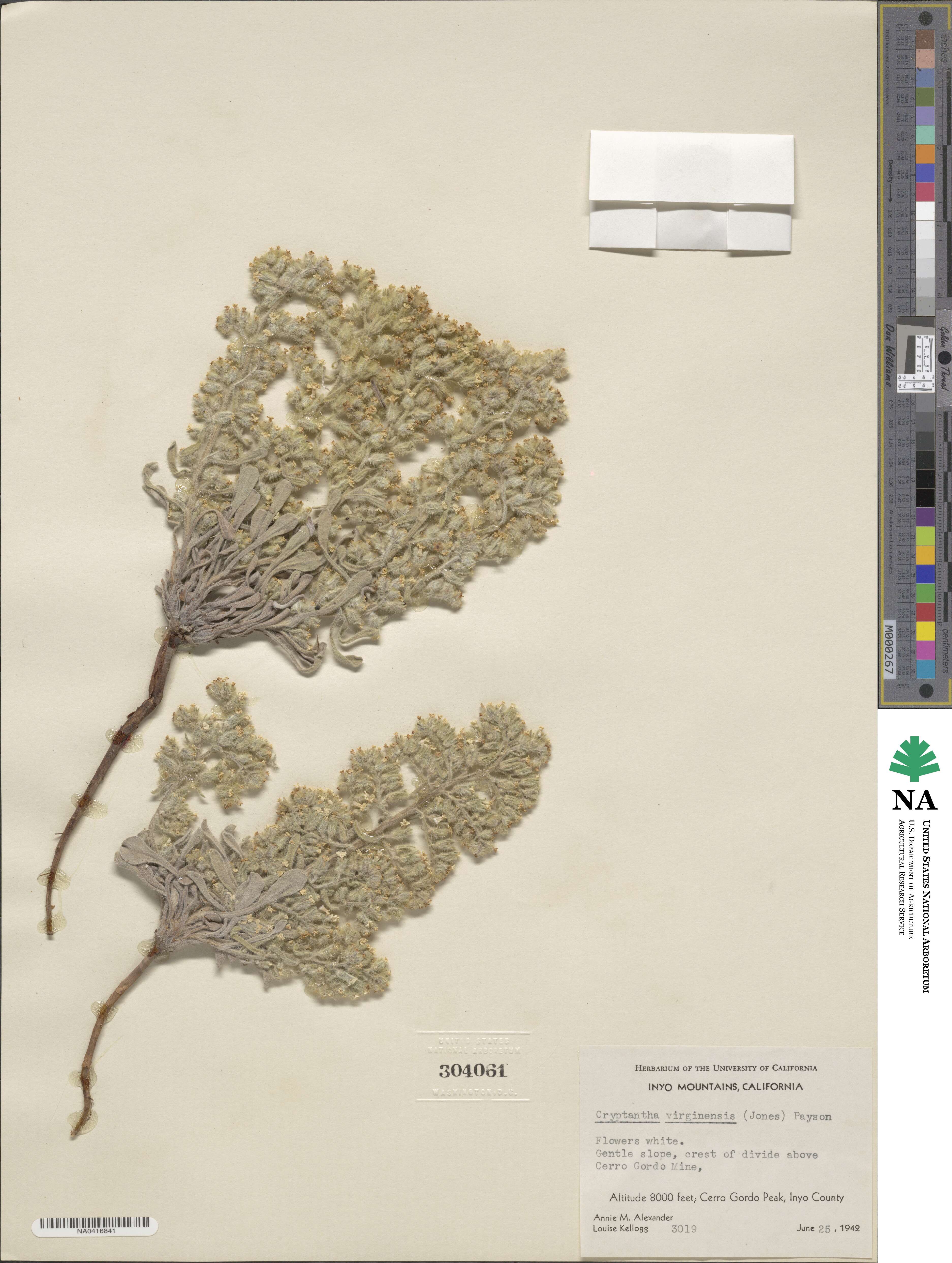 Oreocarya virginiensis image