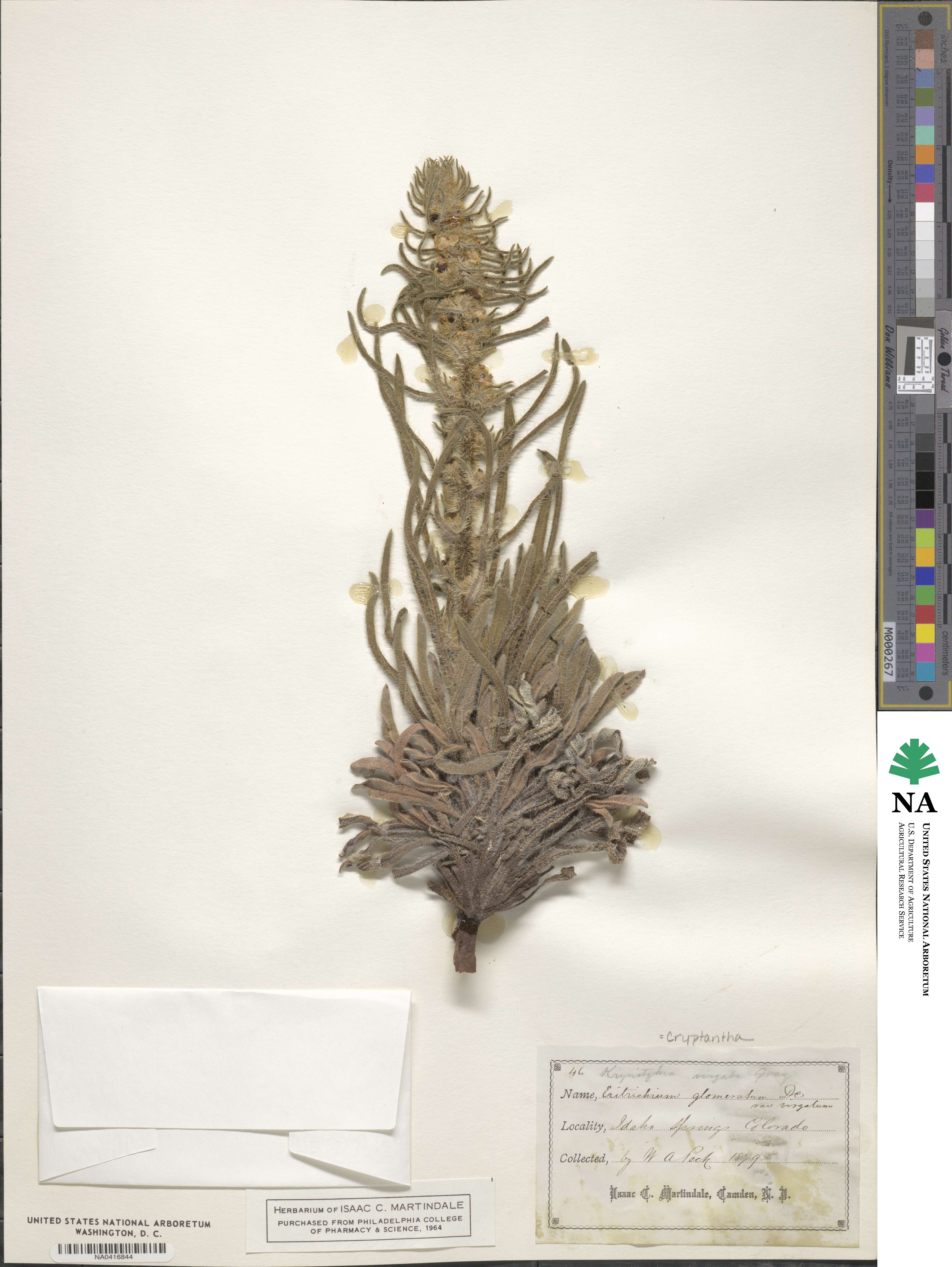 Oreocarya virgata image