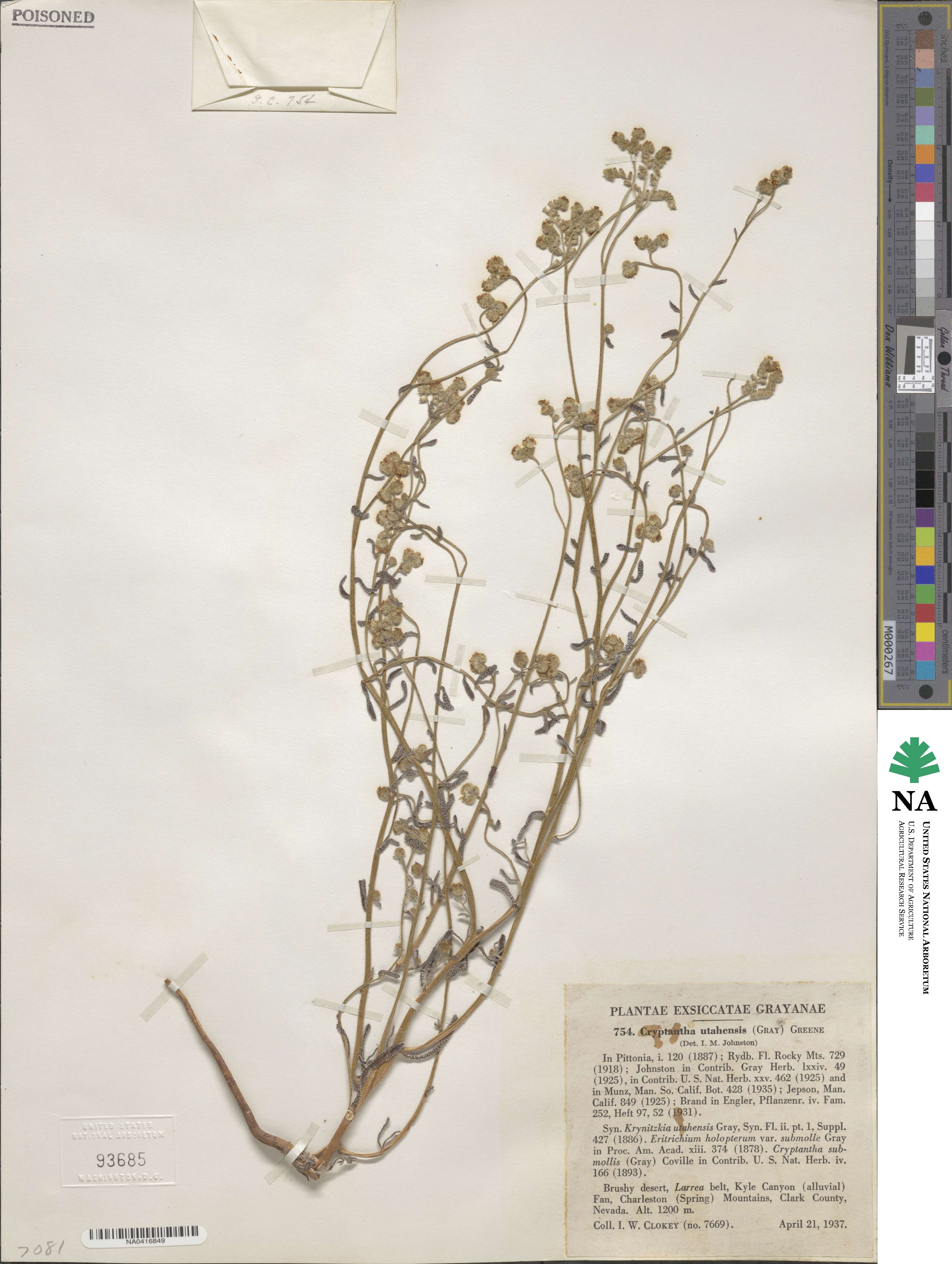 Cryptantha utahensis image